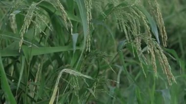 A Bölgesinde Kalın Pirinç Bitkileri Yakın Çekim Görünümü