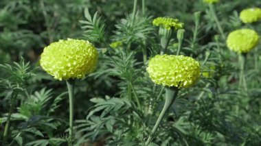 Canlı Sarı Yapraklar Marigold Çiçeklerinin Büyüsü