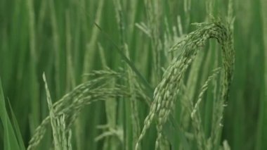 Pirinç Tarlaya Canlı Yeşil Kökler Eker