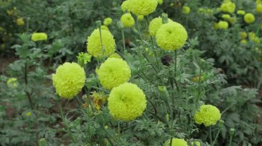 Canlı Hint Marigoldları - Bahçenin Güneşli Zevkleri