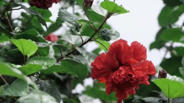 Çiçek açan canlı kırmızı çiçek.