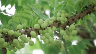 Erken Hasat Yakın plan Amala Meyveleri Olgunlaşma Sürecine Bakınız