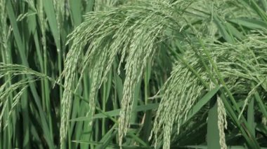 Pirinç Tarlaları Canlı Yeşil Pirinç Tarlaları