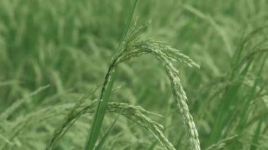 Canlı Bir Tarlada Zarif Pirinç Çimi A Doğa Senfonisi