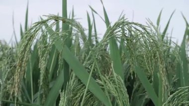 Canlı Pirinç Tarlası Hayat Çiçeği