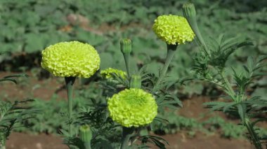 Canlı Sarı Kadife Çiçekleri Bahçede Çiçek açan Zarafet