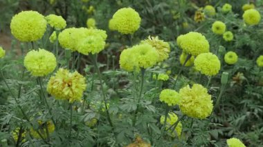 Canlı Sarı Kadife Kadifeleri - Bir Çiçek Saadeti