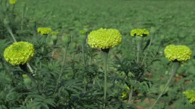 Canlı Sarı Çiçekler Yüksek Bahçe Titreşimleri