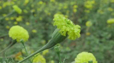 Blossom 'da canlı sarı kadife çiçeği