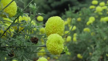 Dolu Açan Sarı Kadife Çiçekleri