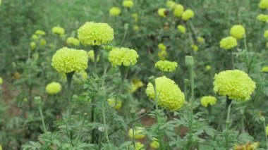 Muhteşem Hint Marigold Çiçekleri Canlı Bir Bahçe Lezzeti