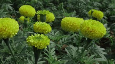 Altın Saati canlı Hint Mari Altın Çiçekleri ile kucaklayın Görsel bir zevk