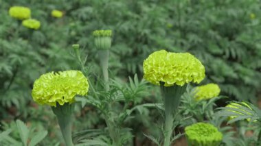 Canlı Yeşil Petunya Çiçeği Doğa Zevki