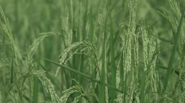 Büyüyen Pirinç Bitkileri Yaklaşan Hasata Bir Bakış