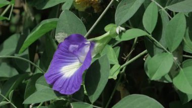 Vahşi doğadaki canlı lavanta çiçeği.