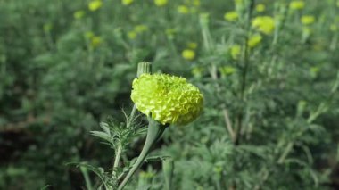 Canlı Sarı Marigold Çiçeği Yakından Bak