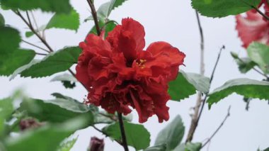 Çarpıcı Kızıl Çiçek Doğanın Parlak Kalbine Bir Yolculuk