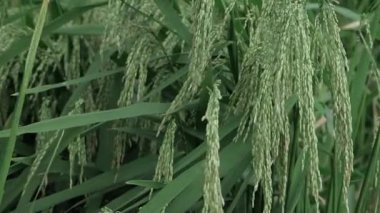 Canlı Pirinç Bitkileri Daha Yakından Büyümelerine ve Güzelliklerine Bak