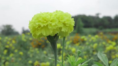 Canlı Hint kadife çiçeği - Vahşi doğada ışıl ışıl