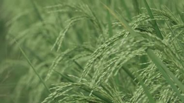 Doğa Canlı Dans Pirinç tarlasına Yakından Bir Bakış