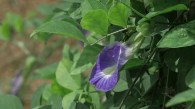 Canlı Mavi Yaban Çiçekleri Güneşin altında Parıldıyor
