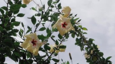 Canlı Çiçekler Doğa Rengi ve Güzelliği Kutlaması