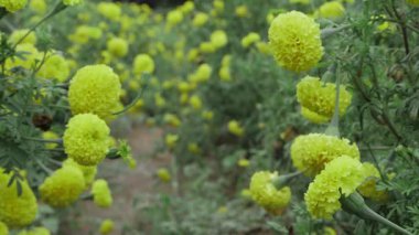 Canlı Sarı Kadife Kadifeleri - Bir Çiçek Saadeti
