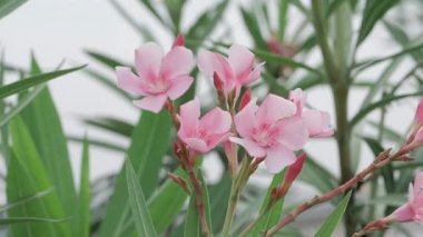 Canlı Çiçek Zarafeti Petalfilled Paradise 'ın Güzelliğinde Bir Yolculuk