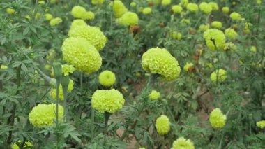 Canlı Hint Marigoldları - Bahçedeki Renklerin Parlaklığı