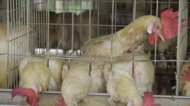 Exploring Egg Production in India - A Look Inside the Farm