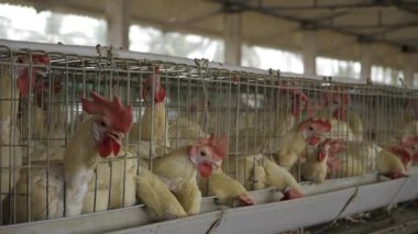 Hindistan 'da Tavuk Çiftliği - Kapsamlı Genel Bakış