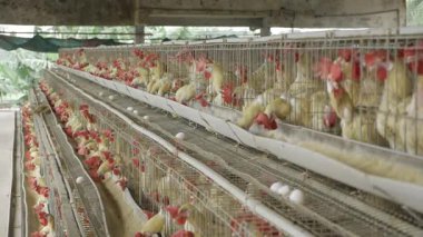 Hindistan 'da Gelişen Yumurta Üretiminin Açılışı - Kapsamlı Bir Genel Bakış