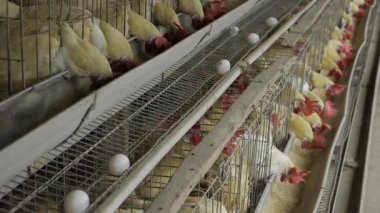 Tavuk Yumurtası Çiftliği - Üretim Hattı İçinde Bir Bakış