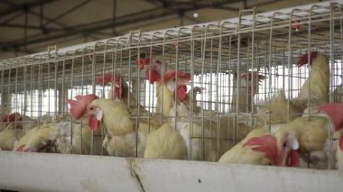 Tavuk Çiftliği Dünyası 'nın Keşfi - Yumurta Üretim Tesisinin Kalbine Görsel Bir Yolculuk