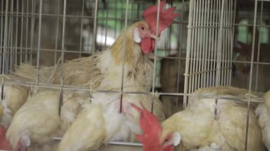 Tavuk çiftçiliğinin harikulade dünyasını keşfedin