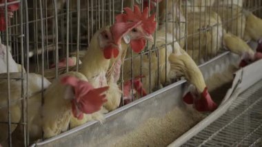 Hindistan 'da Yumurta Üretiminin Sırlarını Açmak - Kapsamlı Bir Kılavuz