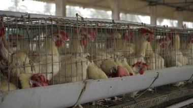 Hindistan 'da Yumurta Üretimi - Endüstrinin Kapsamlı Rehberi