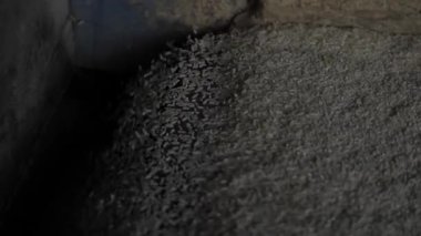 Etkili Tahıl Sıralaması - Yakın plan Rice Mills 'e İş Başında Bakış