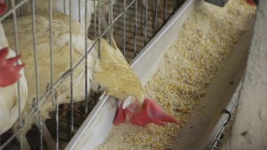 Bir Tavuğun Tırmığı - Hindistan 'daki Yumurta Üretimine Yakın Bir Bakış