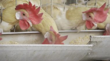 Hindistan 'da Yumurta Üretimini Hızlandırmak - Gelişen Tavuk Yuvası Devrimi