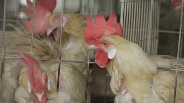 Curious Chicken in a Cage - A Farm Animal's Story