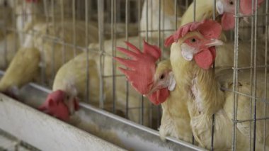 Hindistan 'da Tavuk Yumurtası Üretimi İçin Son Kılavuz