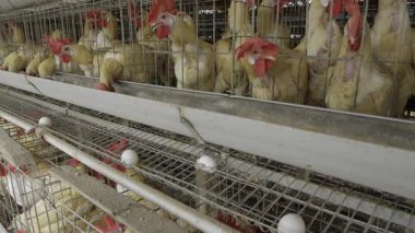 Hindistan 'da Yumurta Üretimi - Kapsamlı Bir Kılavuz