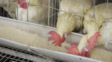 Hindistan 'da Tavuk Yumurtası Üretimi Gelişmekte Olan Bir Endüstri