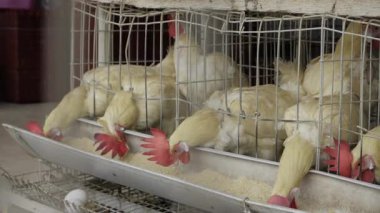 Hindistan 'da Gelişen Yumurta Üretimini Keşfedin - Kapsamlı Bir Kılavuz