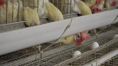 Yumurta-kavramsal Üretim - Hindistan 'da Kapsamlı Tavuk Çiftliği Rehberi