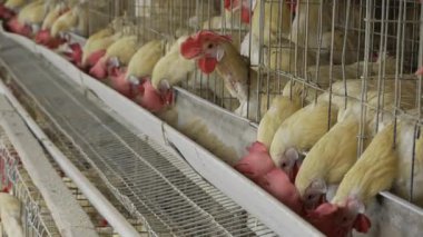 Tavuk Yumurtası Üretimi - Yoğun Çiftliğin İçgörüsü