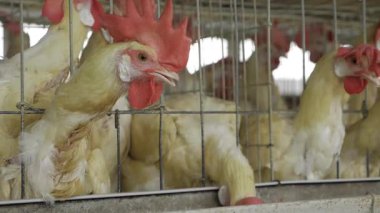 Hindistan 'da Tavuk Yumurtası Üretiminin Harikaları Araştırması