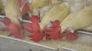 Hindistan 'da Verimli Yumurta Üretimi ile İşinizi Büyütün - Kapsamlı Bir Kılavuz