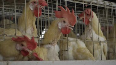 Yumurta-kavramsal Kümes Hayvanı - Hindistan 'ın Gelişen Tavuk Yumurta Üretim Endüstrisine Daha Yakından Bakınız